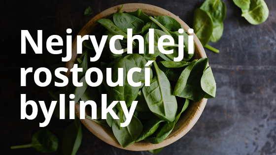 uvodni-obrazek-bylinky